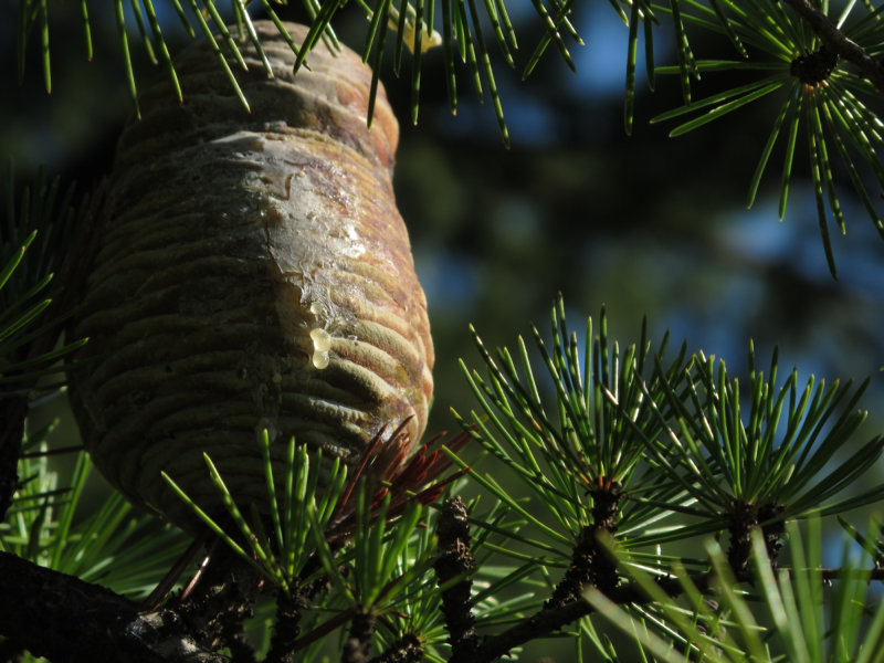 Some sort pine cone, with lots of sap.