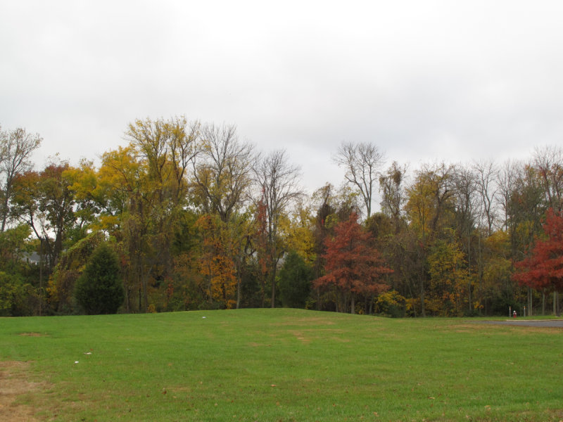 Trees changing colors for fall.