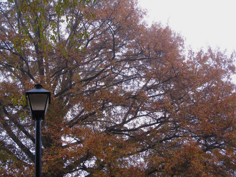 A tree behind a light post, with a grey sky in the background.