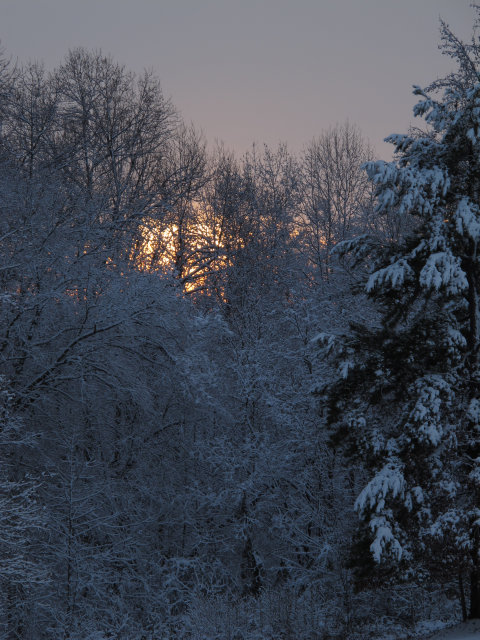 A sunset behind trees, where you can't really see the sun.