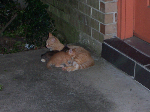 Kittens feeding on their mother, on a porch.
