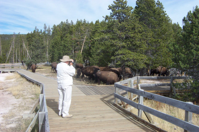 Yellowstone buffalo grazing near a tourist.
