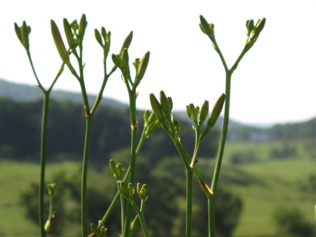 Flower buds, with mountains/hills of Charlottesville, VA in the background.
