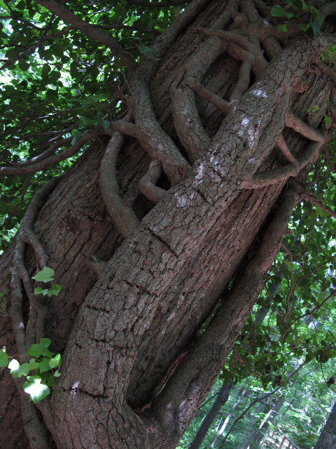 A tree with another tree attached to it. Montecello walking trail.