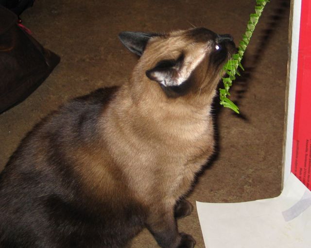 A siamese-looking cat, nuzzling fern.
