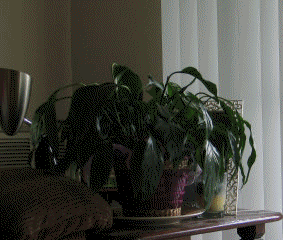 Animated gif of a peace lily, after being watered.