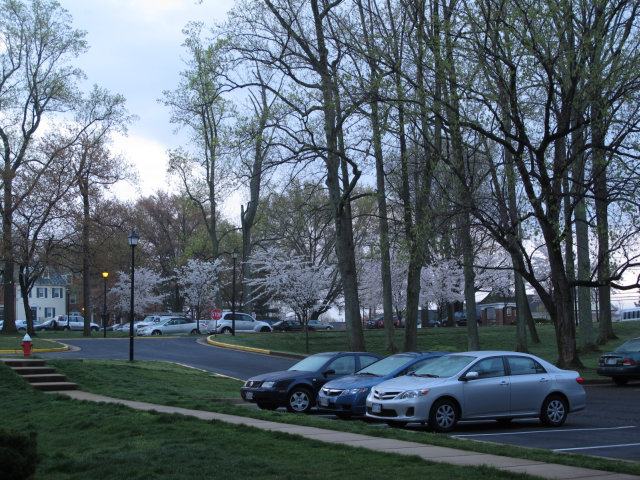 Cherry blossom trees, decorating an apartment parking lot.