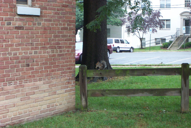 A squirrel eating a tortilla chip.