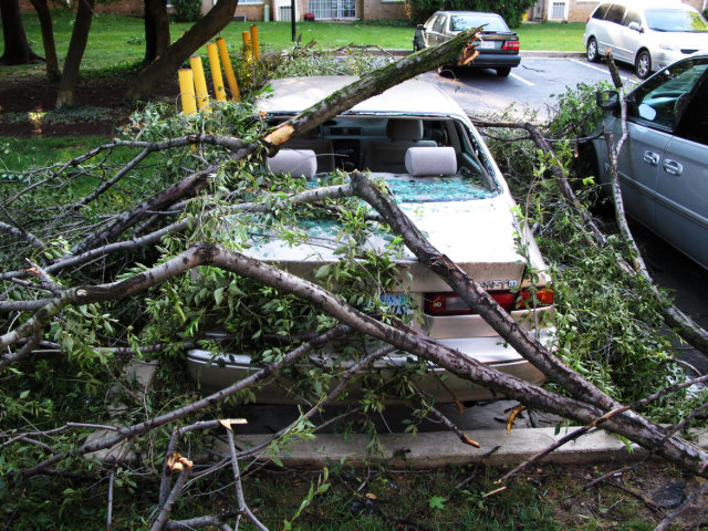 A Camry underneath some tree branches.