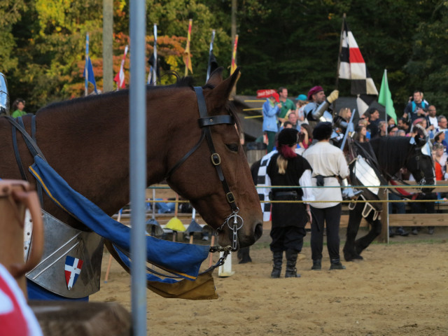 Profile of a horse head, in a joust ring.