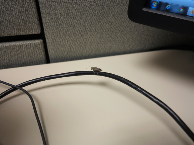 Stink bug on a wire.