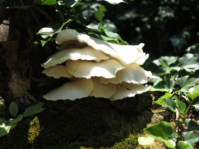 Oyster Mushroom on a log.
