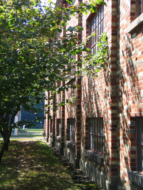 Tree shadows on a brick wall.